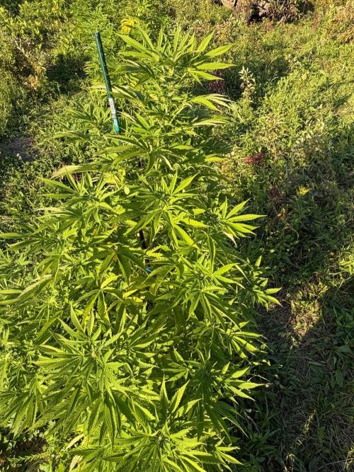 Psy ops and Hella Jelly 2026. Week 13