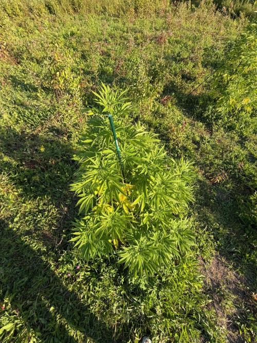 Psy ops and Hella Jelly 2026. Week 13