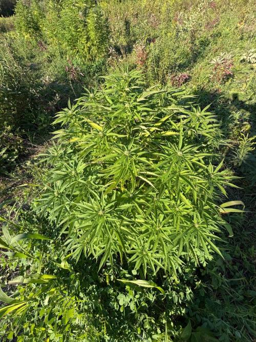 Psy ops and Hella Jelly 2026. Week 13