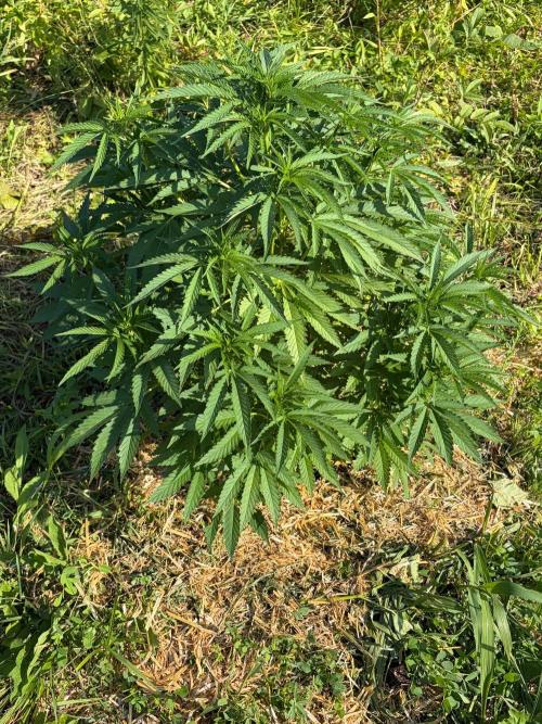 Psy ops and Hella Jelly 2026. Week 11