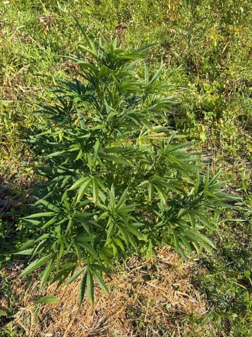 Psy ops and Hella Jelly 2026. Week 11