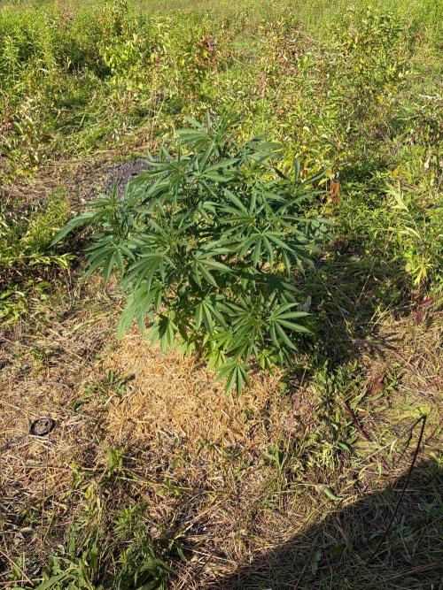 Psy ops and Hella Jelly 2026. Week 11