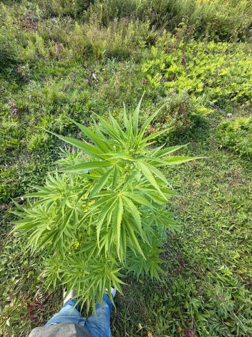 Psy ops and Hella Jelly 2026. Week 13