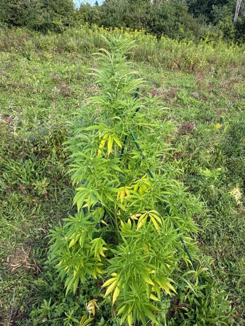 Psy ops and Hella Jelly 2026. Week 13