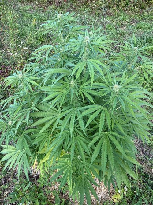 Psy ops and Hella Jelly 2026. Week 13