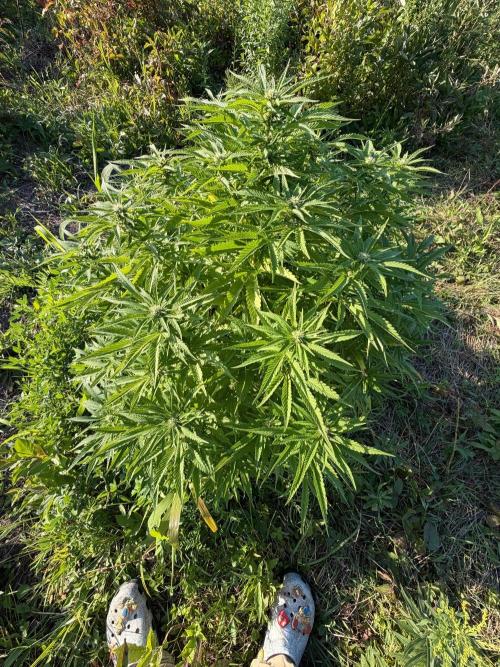 Psy ops and Hella Jelly 2026. Week 13
