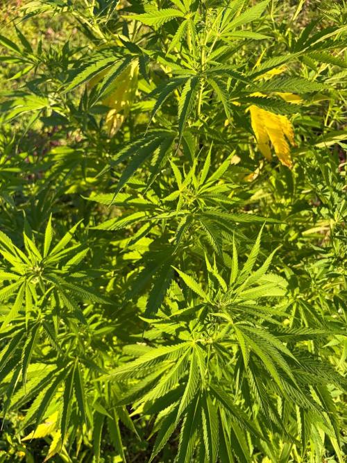 Psy ops and Hella Jelly 2026. Week 13