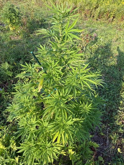 Psy ops and Hella Jelly 2026. Week 13
