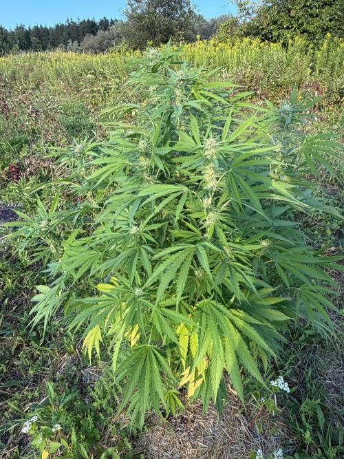 Psy ops and Hella Jelly 2026. Week 13