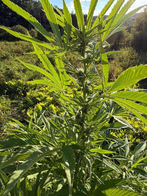 Psy ops and Hella Jelly 2026. Week 13