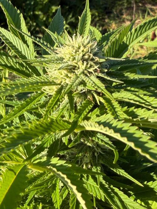 Psy ops and Hella Jelly 2026. Week 14