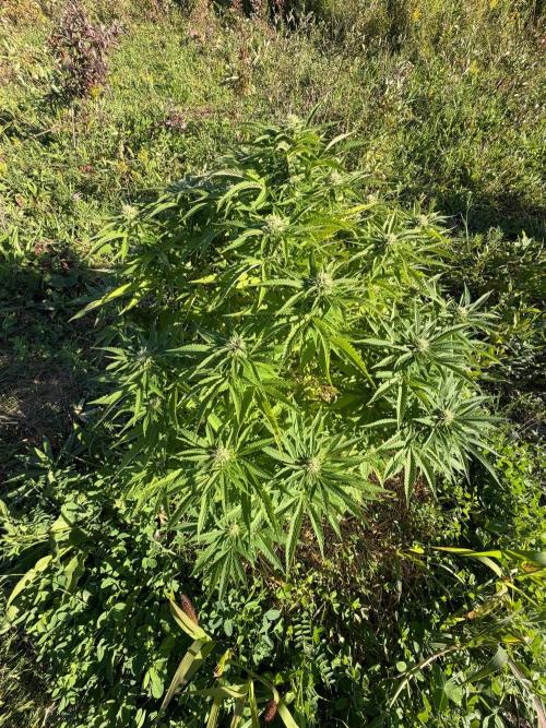 Psy ops and Hella Jelly 2026. Week 14