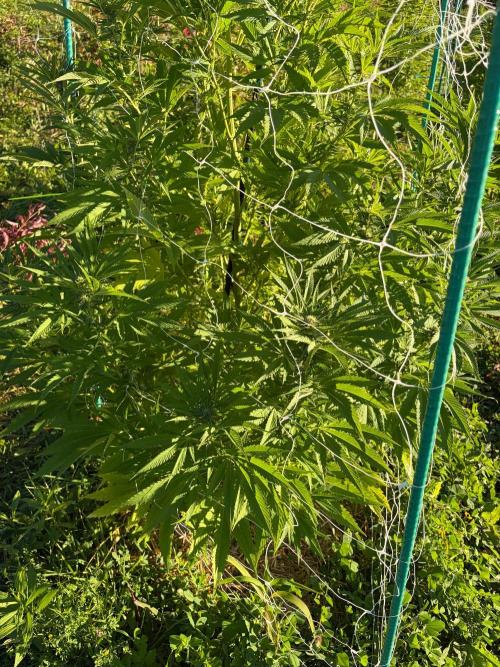 Psy ops and Hella Jelly 2026. Week 14