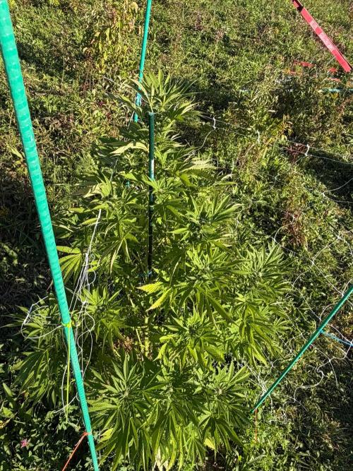 Psy ops and Hella Jelly 2026. Week 14