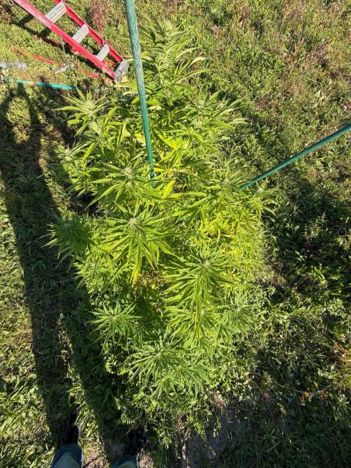 Psy ops and Hella Jelly 2026. Week 14