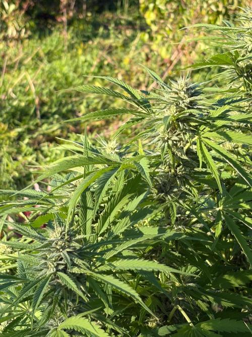 Psy ops and Hella Jelly 2026. Week 14