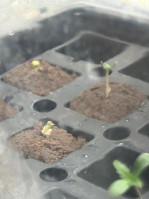 Psy ops and Hella Jelly 2026. Week 0