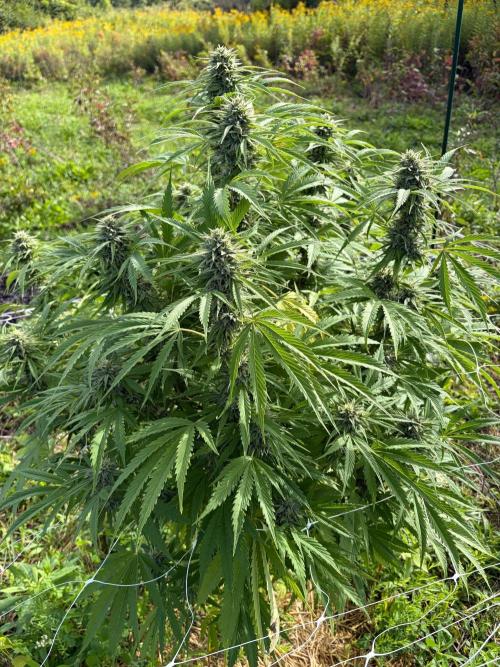 Psy ops and Hella Jelly 2026. Week 15