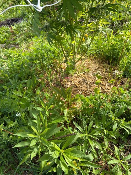 Psy ops and Hella Jelly 2026. Week 15