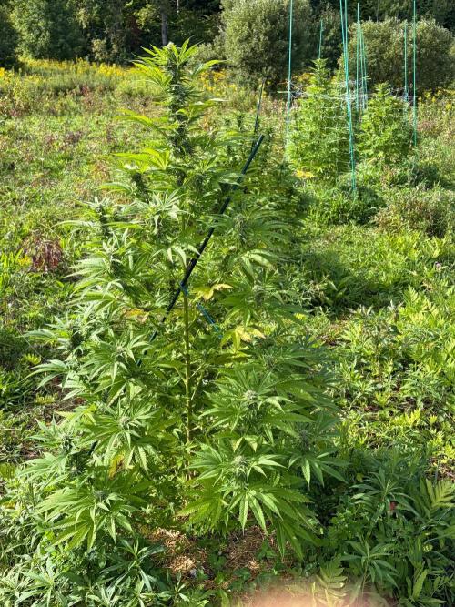 Psy ops and Hella Jelly 2026. Week 15
