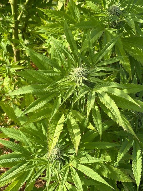 Psy ops and Hella Jelly 2026. Week 15