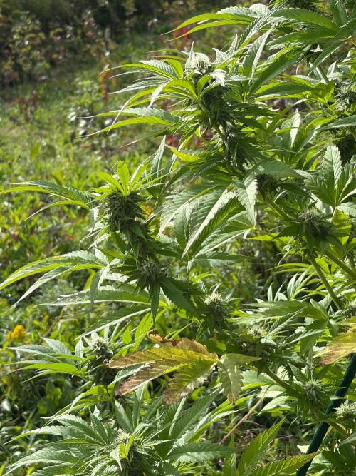 Psy ops and Hella Jelly 2026. Week 15