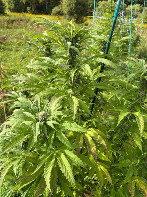 Psy ops and Hella Jelly 2026. Week 15