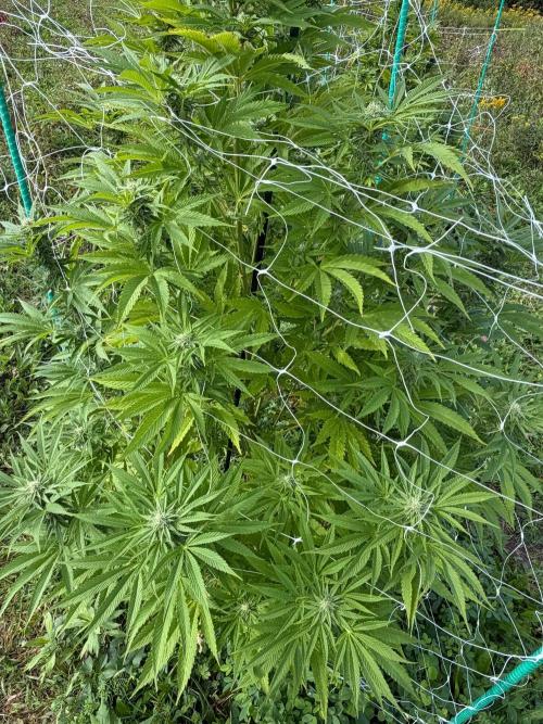Psy ops and Hella Jelly 2026. Week 15