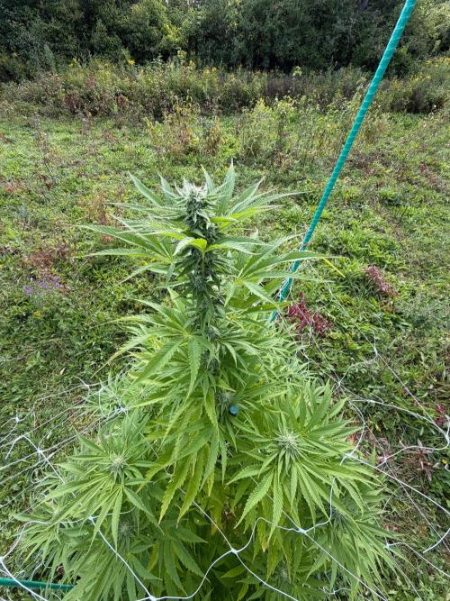 Psy ops and Hella Jelly 2026. Week 15