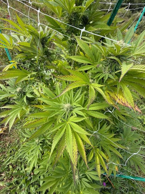 Psy ops and Hella Jelly 2026. Week 15