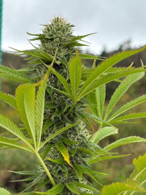 Psy ops and Hella Jelly and Wrank  2026. Week 16