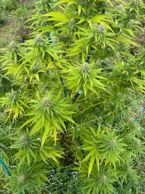 Psy ops and Hella Jelly and Wrank  2026. Week 16