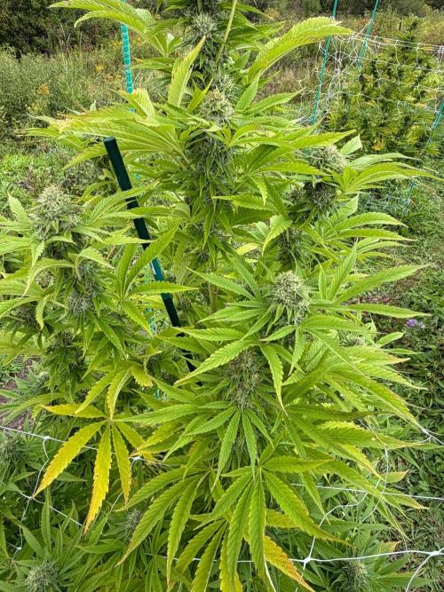 Psy ops and Hella Jelly and Wrank  2026. Week 16