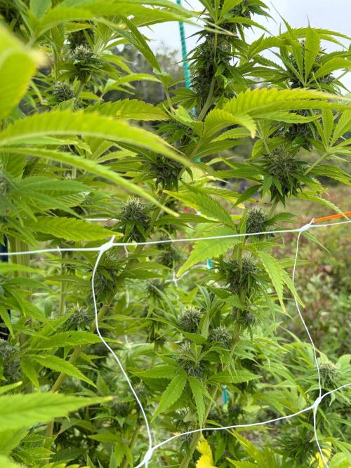 Psy ops and Hella Jelly and Wrank  2026. Week 16