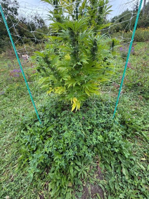 Psy ops and Hella Jelly and Wrank  2026. Week 16