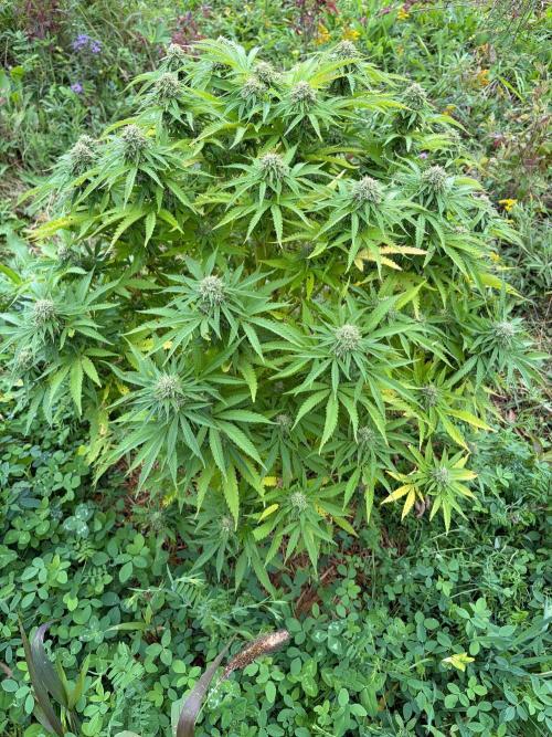 Psy ops and Hella Jelly and Wrank  2026. Week 16