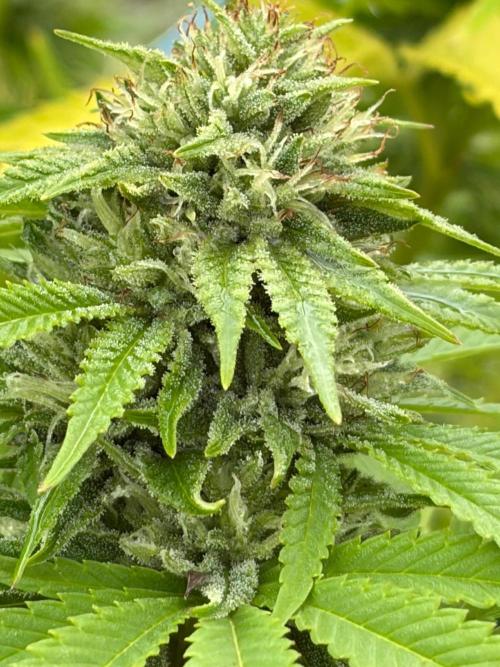 Psy ops and Hella Jelly and Wrank  2026. Week 16
