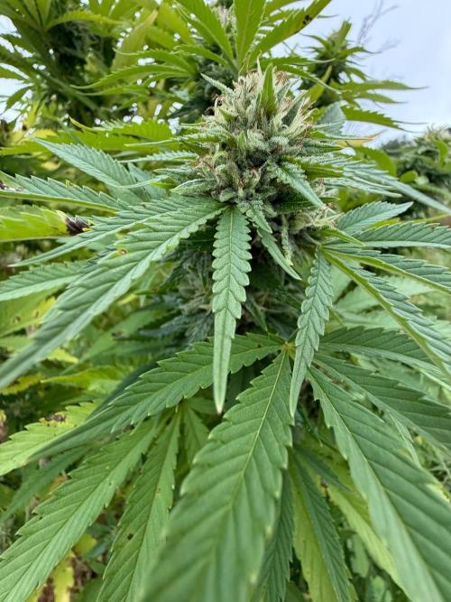 Psy ops and Hella Jelly and Wrank  2026. Week 16