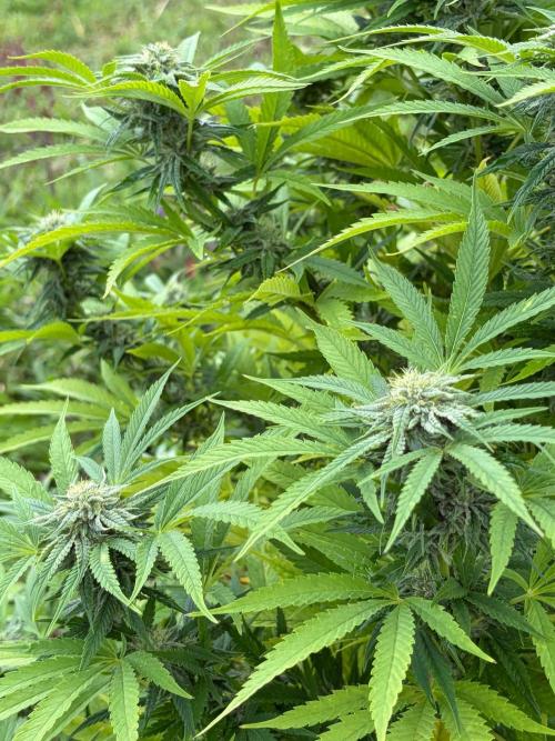 Psy ops and Hella Jelly and Wrank  2026. Week 16