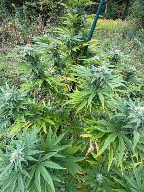 Psy ops and Hella Jelly and Wrank  2026. Week 16