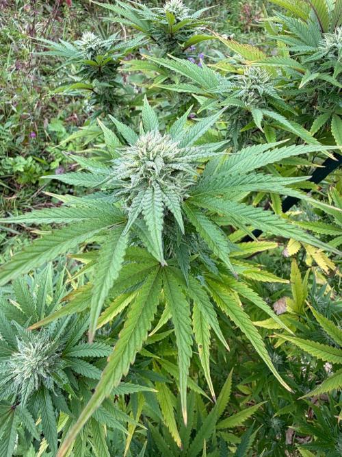 Psy ops and Hella Jelly and Wrank  2026. Week 16