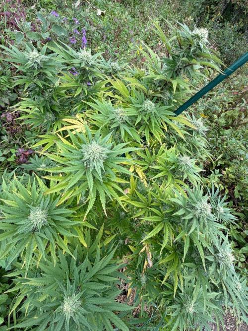 Psy ops and Hella Jelly and Wrank  2026. Week 16