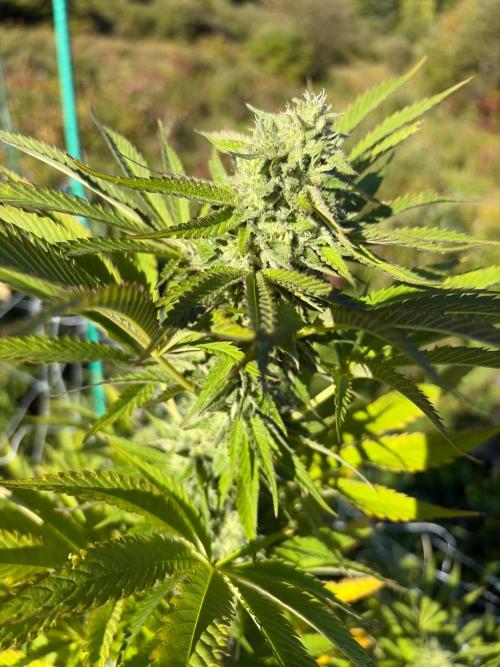 Psy ops and Hella Jelly and Wrank  2026. Week 17