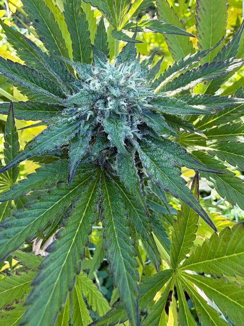 Psy ops and Hella Jelly and Wrank  2026. Week 17