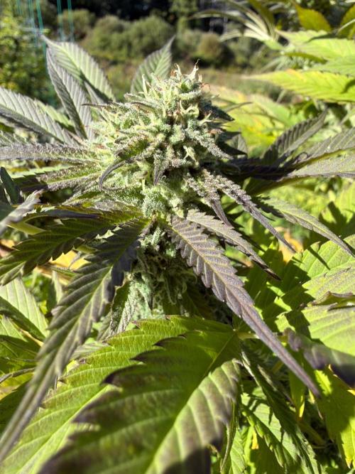 Psy ops and Hella Jelly and Wrank  2026. Week 17
