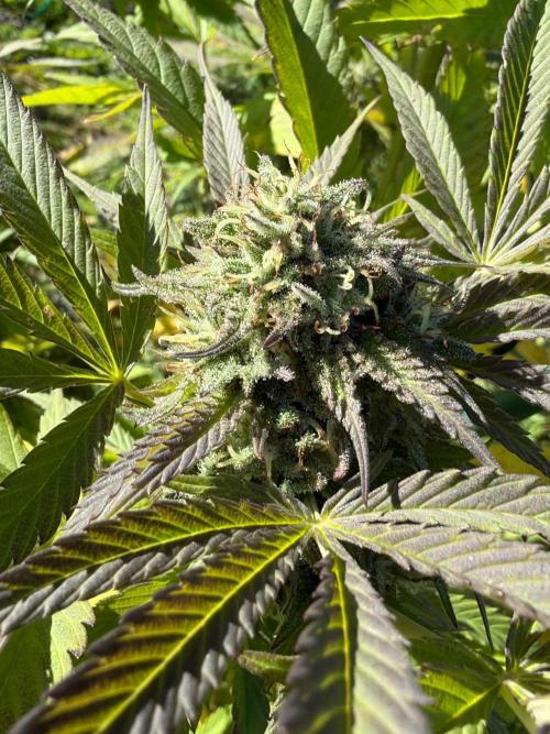 Psy ops and Hella Jelly and Wrank  2026. Week 17