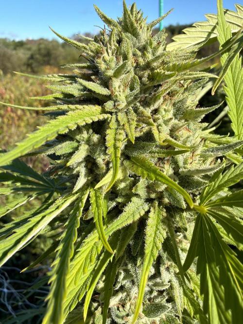 Psy ops and Hella Jelly and Wrank  2026. Week 17