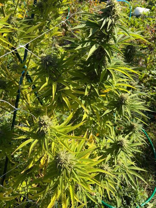 Psy ops and Hella Jelly and Wrank  2026. Week 17