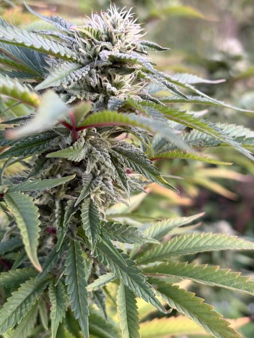 Psy ops and Hella Jelly and Wrank  2026. Week 17