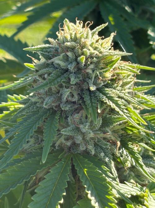 Psy ops and Hella Jelly and Wrank  2026. Week 17